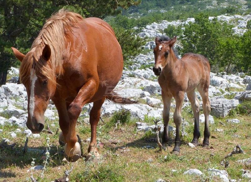 Biokovo park prirode